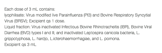  Each dose of 3 mL contains: lyophilisate: Virus modified live Parainfluenza (PI3) and Bovine Respiratory Syncytial Virus (BRSV); Excipient qs 1 dose. Liquid fraction: Virus inactivated Infectious Bovine Rhinotracheitis (IBR), Bovine Viral Diarrhea (BVD) types I and II; and inactivated Leptospira canicola bacteria, L. grippotyphosa, L. hardjo, L.icterohaemorrhagiae, and L. pomona. Excipient qs 3 mL 