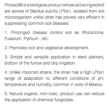 Probacil® is a biological product whose active ingredient are spores of Bacillus subtilis LPbs1, isolated from soil microorganism unlike other has proved very efficient in suppressing common soil diseases. 1. Prolonged disease control soil as Rhizoctonia, Fusarium, Pythium , etc. 2. Promotes root and vegetative development. 3. Simple and versatile application in seed planters, bottom of the furrow and drip irrigation. 4. Unlike imported strains, the strain has a high LPbs1 range of adaptation to different conditions of pH, temperature and humidity, common in soils of Mexico. 5. Natural organic, non-toxic, product use can reduce the application of chemical fungicides.