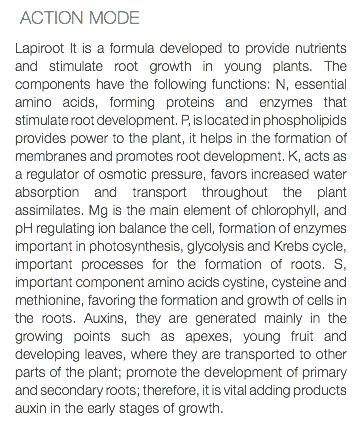  ACTION MODE Lapiroot It is a formula developed to provide nutrients and stimulate root growth in young plants. The components have the following functions: N, essential amino acids, forming proteins and enzymes that stimulate root development. P, is located in phospholipids provides power to the plant, it helps in the formation of membranes and promotes root development. K, acts as a regulator of osmotic pressure, favors increased water absorption and transport throughout the plant assimilates. Mg is the main element of chlorophyll, and pH regulating ion balance the cell, formation of enzymes important in photosynthesis, glycolysis and Krebs cycle, important processes for the formation of roots. S, important component amino acids cystine, cysteine and methionine, favoring the formation and growth of cells in the roots. Auxins, they are generated mainly in the growing points such as apexes, young fruit and developing leaves, where they are transported to other parts of the plant; promote the development of primary and secondary roots; therefore, it is vital adding products auxin in the early stages of growth.