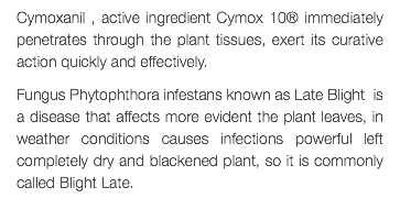 Cymoxanil , active ingredient Cymox 10® immediately penetrates through the plant tissues, exert its curative action quickly and effectively. Fungus Phytophthora infestans known as Late Blight is a disease that affects more evident the plant leaves, in weather conditions causes infections powerful left completely dry and blackened plant, so it is commonly called Blight Late.