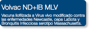Volvac ND+IB MLV Vacuna liofilizada a Virus vivo modificado contra las enfermedades Newcastle, cepa LaSota y Bronquitis Infecciosa serotipo Massachusetts.